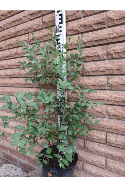 Сніжноягідник доренбоза Вайт Хедж  - 5л/вис.55-75см/Ø35-55см